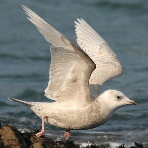 Go�land � ailes blanches