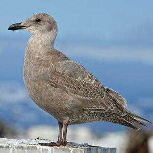 Glaucous-winged Gull