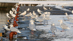 Glaucous Gull