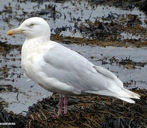 Glaucous Gull