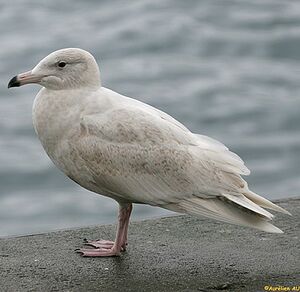 Glaucous Gull