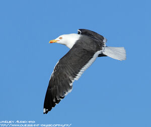 Lesser Black-backed Gull
