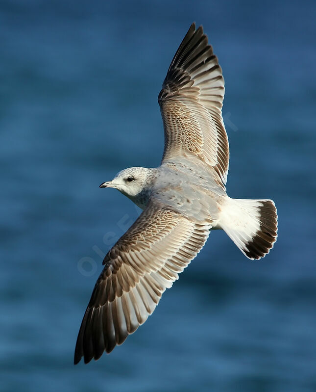 Common GullSecond year, Flight