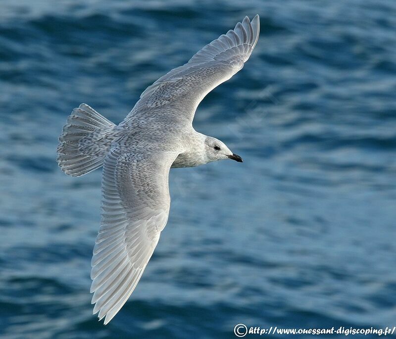 Iceland Gull (kumlieni), Flight