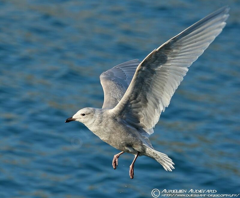 Iceland Gull (kumlieni), Flight