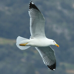 Go�land leucoph�e 
&copy; Aur�lien Audevard