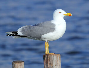 Yellow-legged Gull