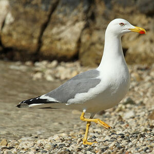 Go�land leucoph�e 
&copy; Aur�lien Audevard