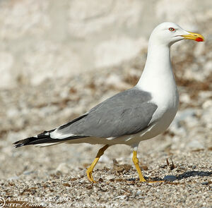 Go�land leucoph�e 
&copy; Aur�lien Audevard