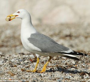 Go�land leucoph�e 
&copy; Aur�lien Audevard