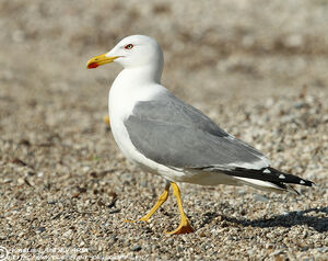 Go�land leucoph�e 
&copy; Aur�lien Audevard