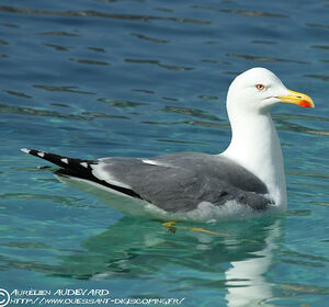 Go�land leucoph�e 
&copy; Aur�lien Audevard
