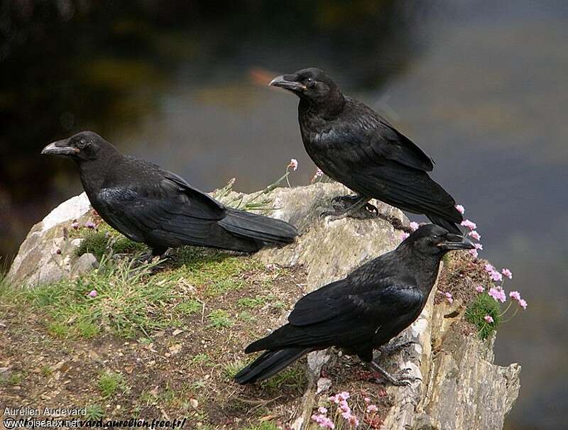 Northern Raven, habitat, pigmentation