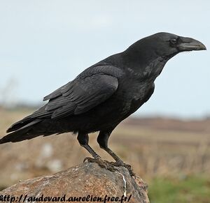 Northern Raven