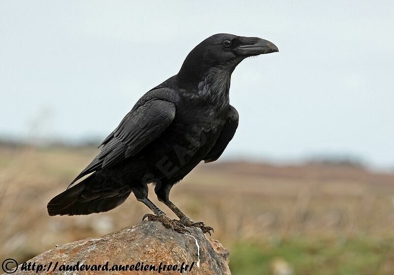 Northern Raven female adult breeding