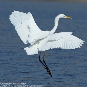 Great Egret