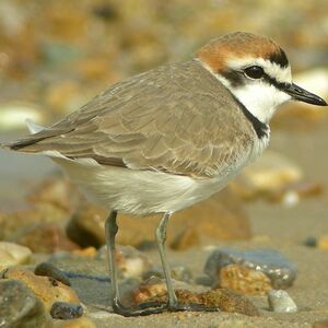 Kentish Plover