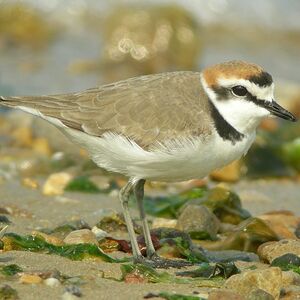 Kentish Plover