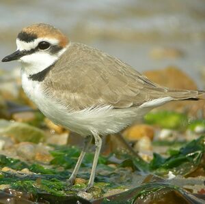 Kentish Plover