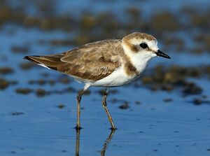 Kentish Plover