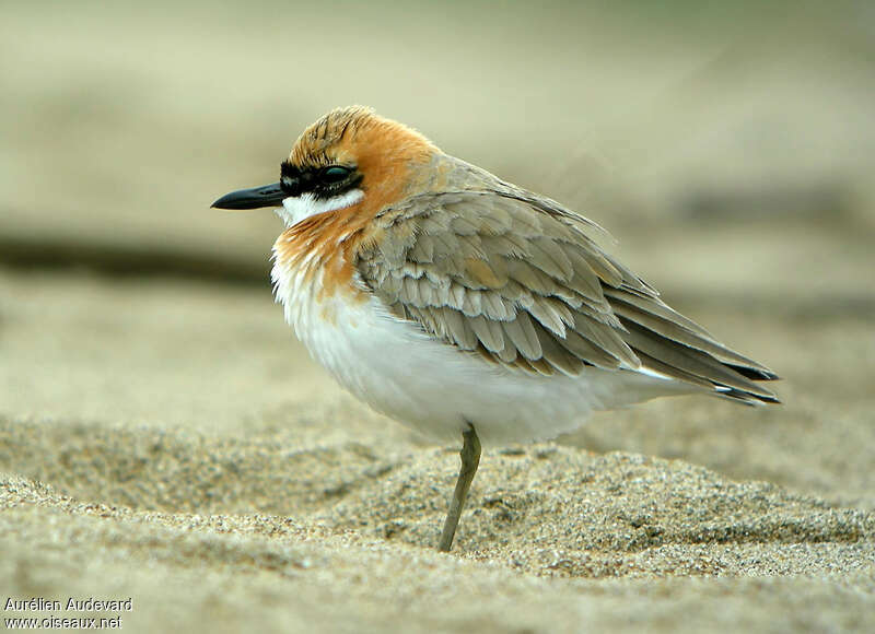 Greater Sand Plover male adult breeding, identification