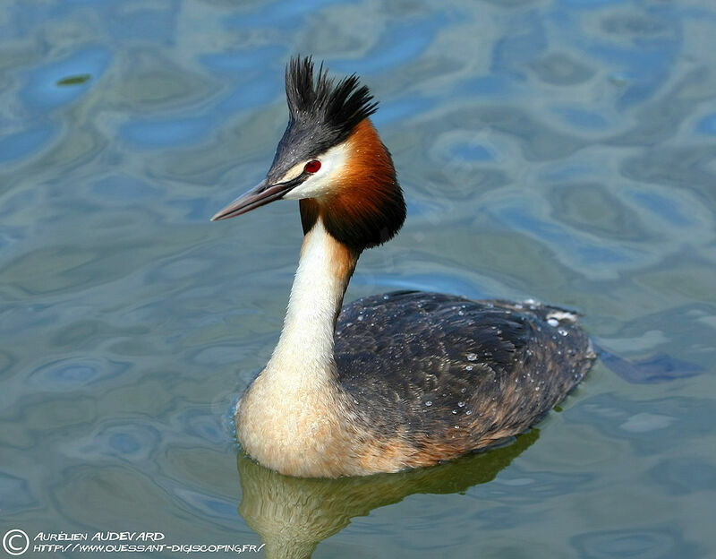 Great Crested Grebe male adult breeding