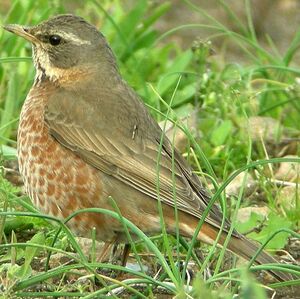 Naumann's Thrush