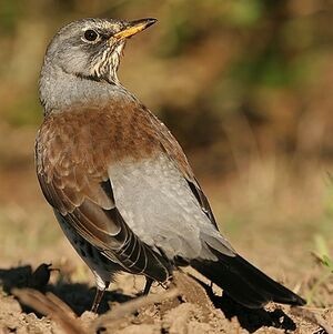 Fieldfare