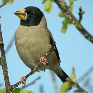Chinese Grosbeak