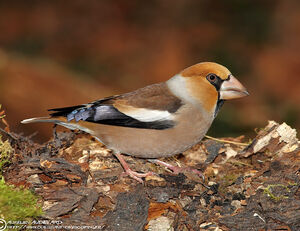 Hawfinch 
&copy; Aur�lien Audevard