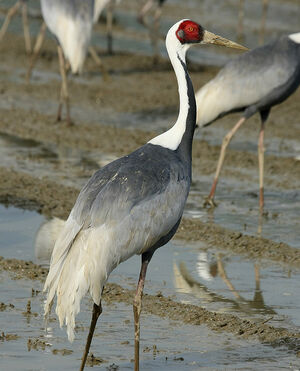 Grue � cou blanc