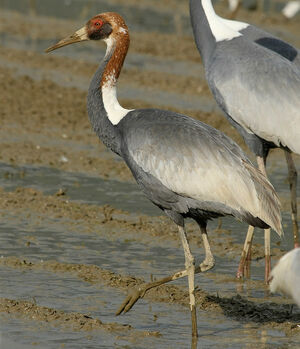 Grue � cou blanc