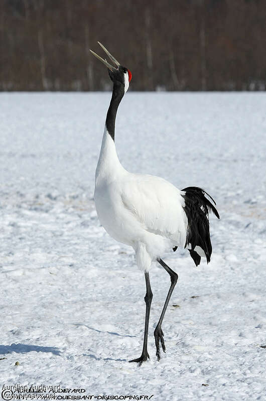 Red-crowned Craneadult, courting display, song