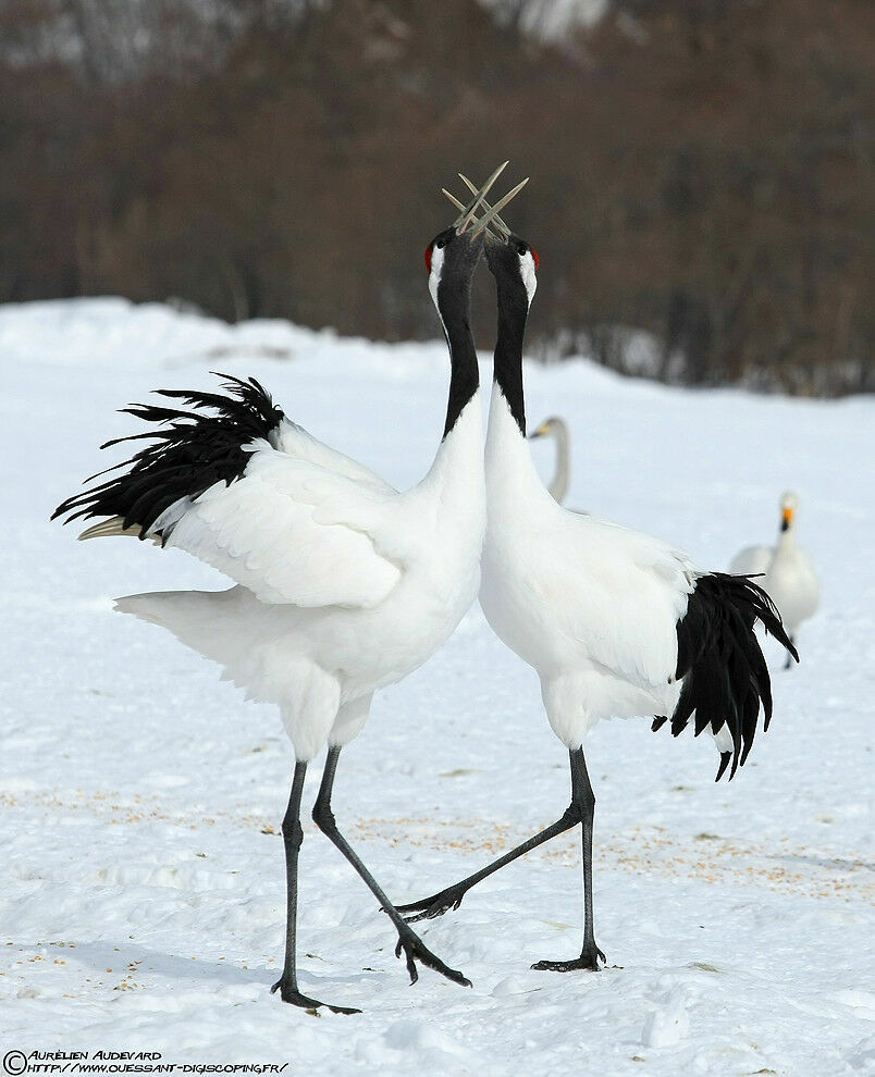 Red-crowned Crane