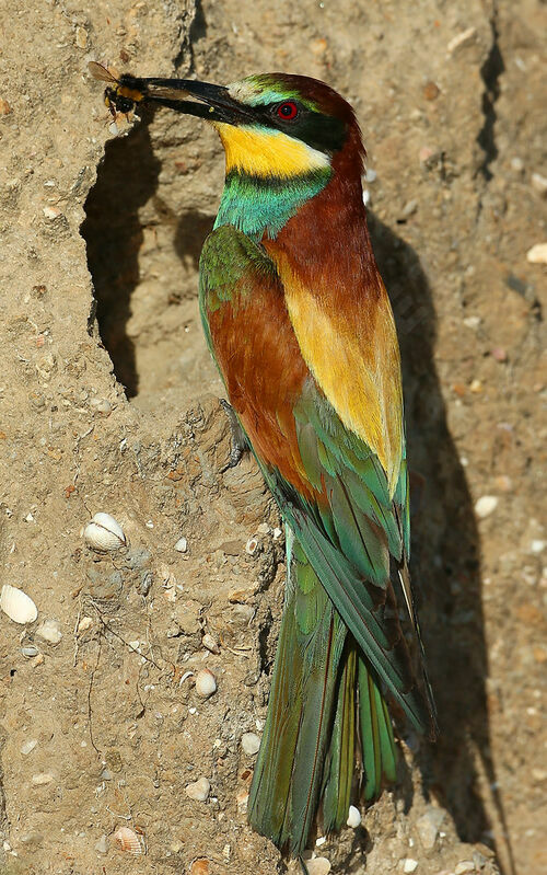 European Bee-eater male adult breeding