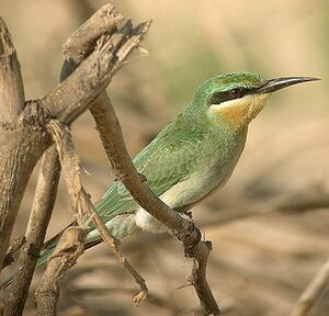 Blue-cheeked Bee-eater