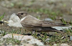 Eurasian Crag Martin 
&copy; Aur�lien Audevard