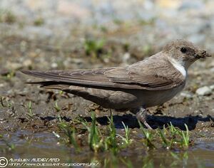 Eurasian Crag Martin 
&copy; Aur�lien Audevard