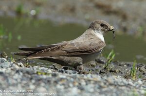 Eurasian Crag Martin 
&copy; Aur�lien Audevard