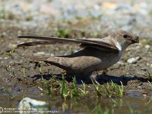 Eurasian Crag Martin 
&copy; Aur�lien Audevard