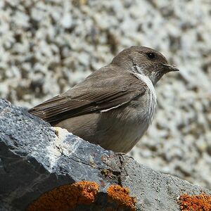 Eurasian Crag Martin 
&copy; Aur�lien Audevard