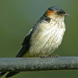 Red-rumped Swallow 
&copy; Aur�lien Audevard