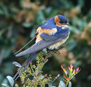 Red-rumped Swallow