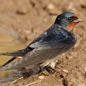 Hirondelle rustique