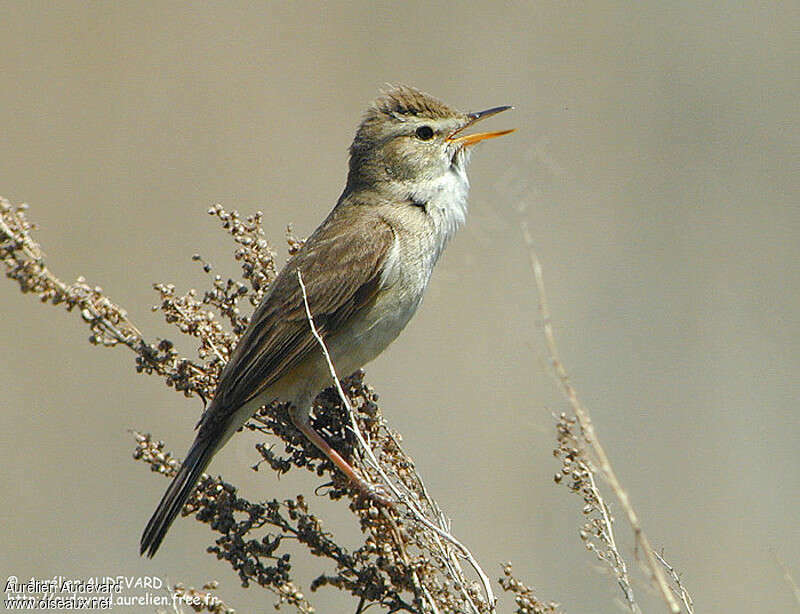 Booted Warbler male adult breeding, pigmentation, song