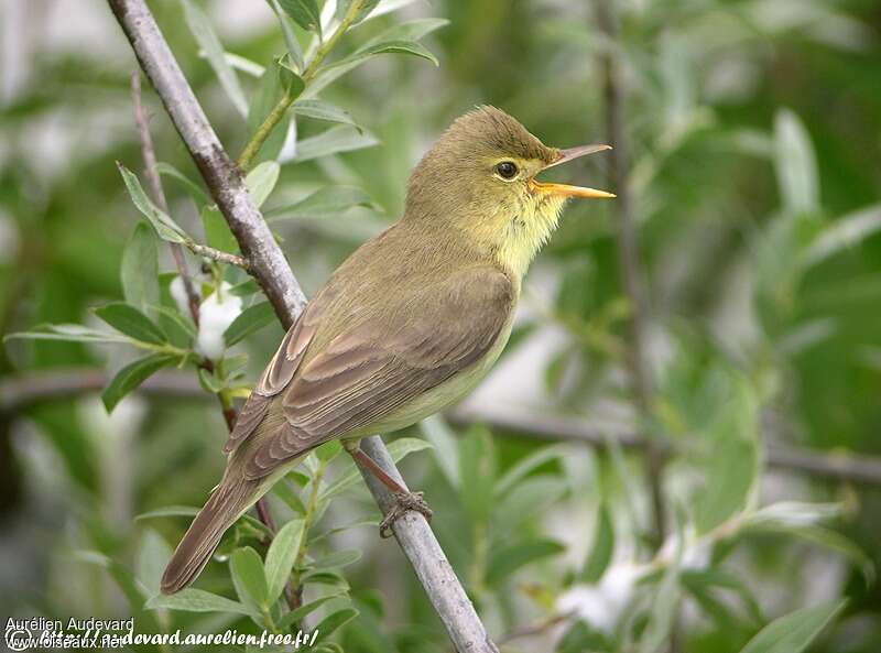 Melodious Warbler male adult breeding, song