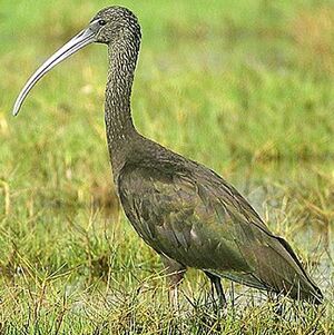 Ibis falcinelle 
&copy; Aur�lien Audevard