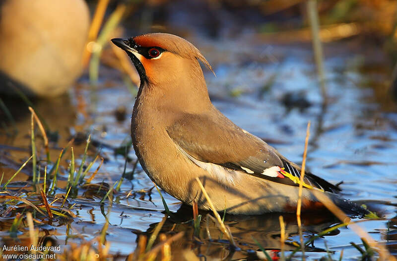 Bohemian Waxwing male adult post breeding, care
