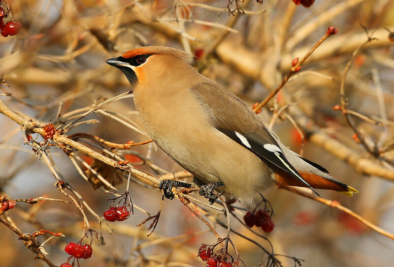 Bohemian Waxwing female Second year