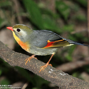 Red-billed Leiothrix 
&copy; Aur�lien Audevard